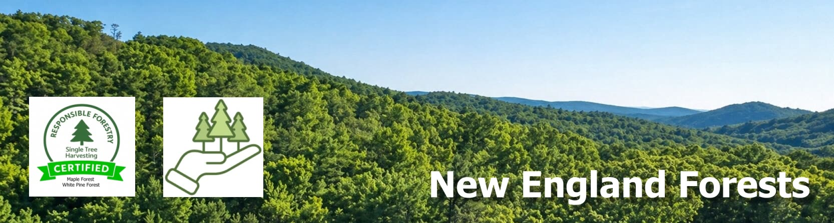 One of the New England forests in Merrimack and Hillsborough Counties where Lundia's lumber is single tree harvested
